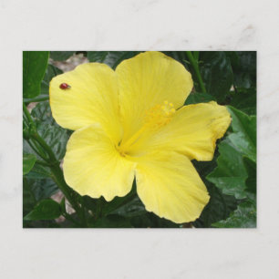 Yellow Hibiscus Flower Postcard