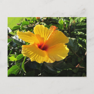 Yellow Hibiscus Flower Postcard