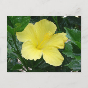 Yellow Hibiscus Flower Postcard
