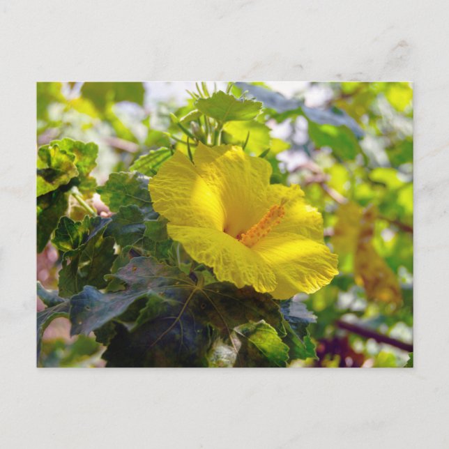 Yellow Hibiscus Hawaii State Flower Postcard (Front)