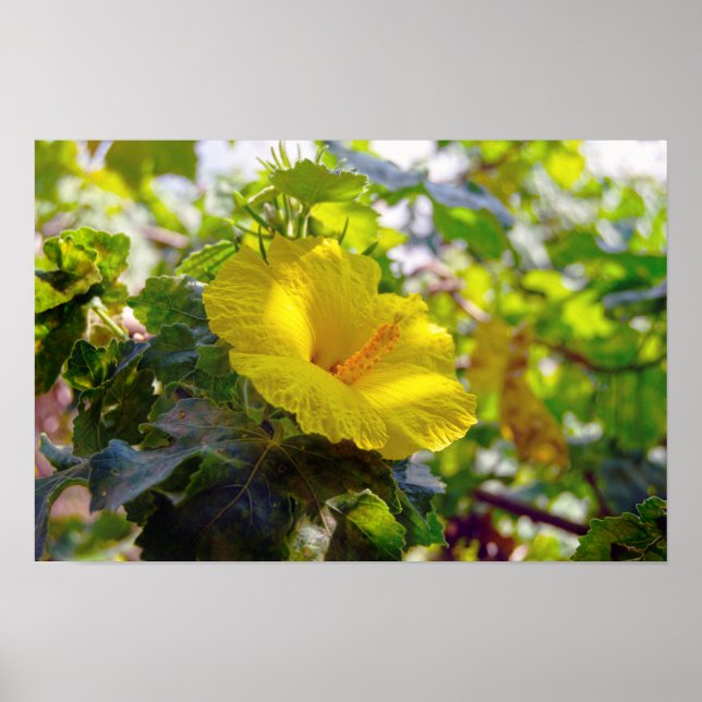 Yellow Hibiscus Hawaii State Flower Poster (Front)