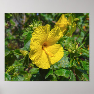 Yellow Hibiscus Hawaii State Flower Poster