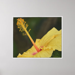 Yellow Hibiscus Kauai (photography taken by me) Canvas Print
