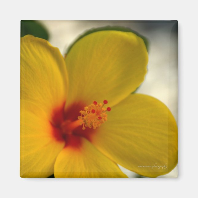 Yellow Hibiscus Magnet (Front)