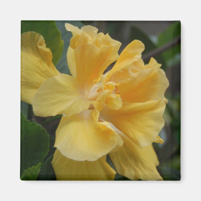 Yellow Hibiscus magnet (Front)