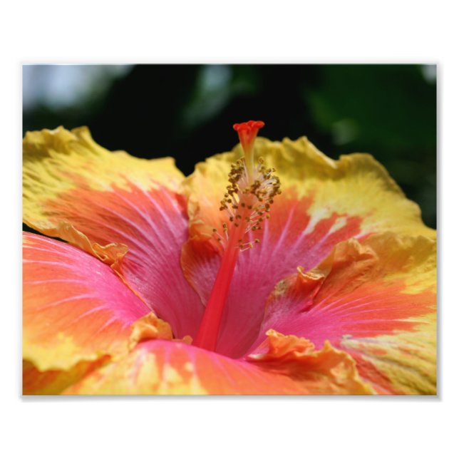 Yellow Hibiscus Petals 10x8 Flower  Photo Print (Front)