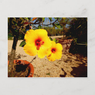 Yellow Hibiscus postcard