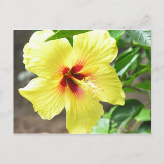 Yellow Hibiscus Postcard