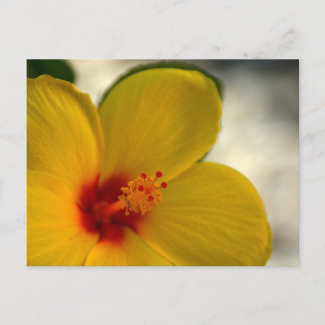 Yellow Hibiscus Postcard (Front)