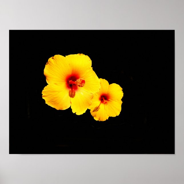 Yellow Hibiscus Poster (Front)