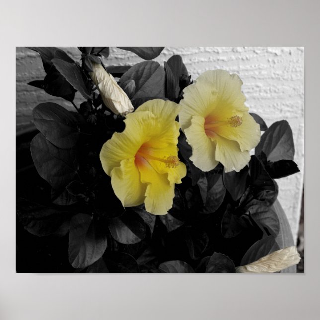 Yellow Hibiscus selective colour photo Poster (Front)