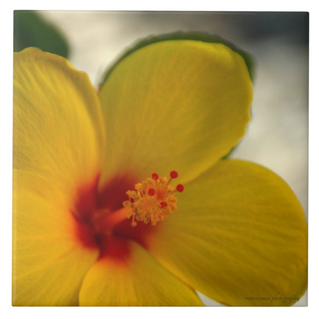 Yellow Hibiscus Tile (Front)