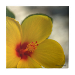 Yellow Hibiscus Tile