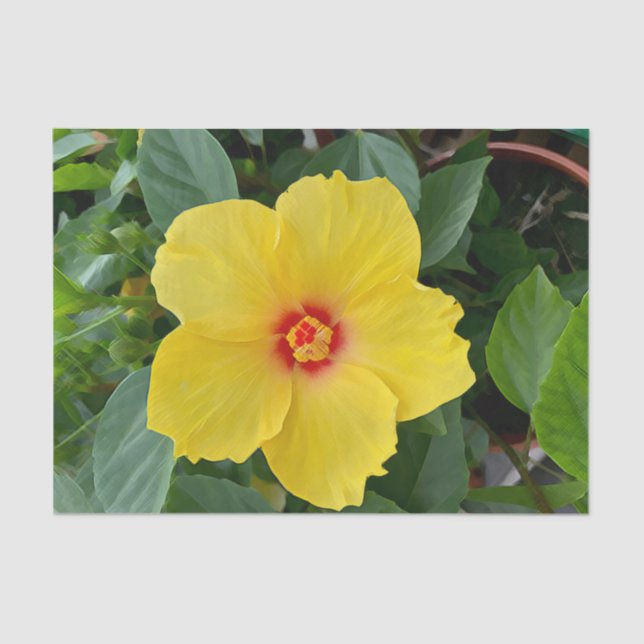Yellow Hibiscus Tissue Paper (Front)