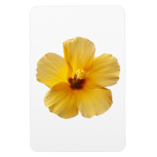 Yellow Hibiscus Tropical Flower Flowers Floral Magnet