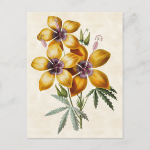 Yellow Hibiscus Vintage Botanical Postcard