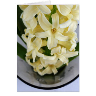 yellow hyacinth