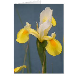 Yellow Iris