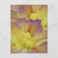 Yellow iris and its meaning