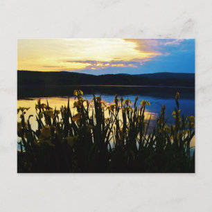Yellow Iris at Lake Arrowhead shore Postcard