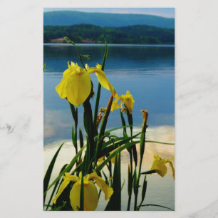 Yellow Iris at Lake Shore
