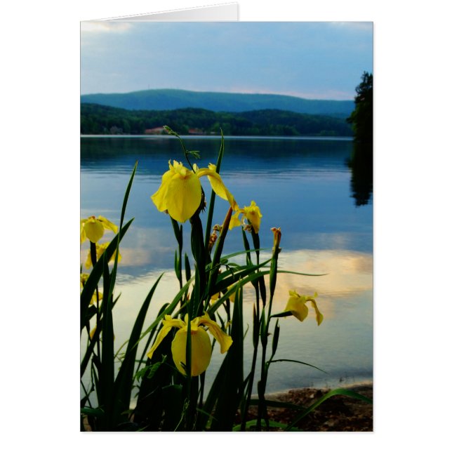 Yellow Iris at Lake Shore (Front)