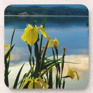 Yellow Iris at Lake Shore Coaster