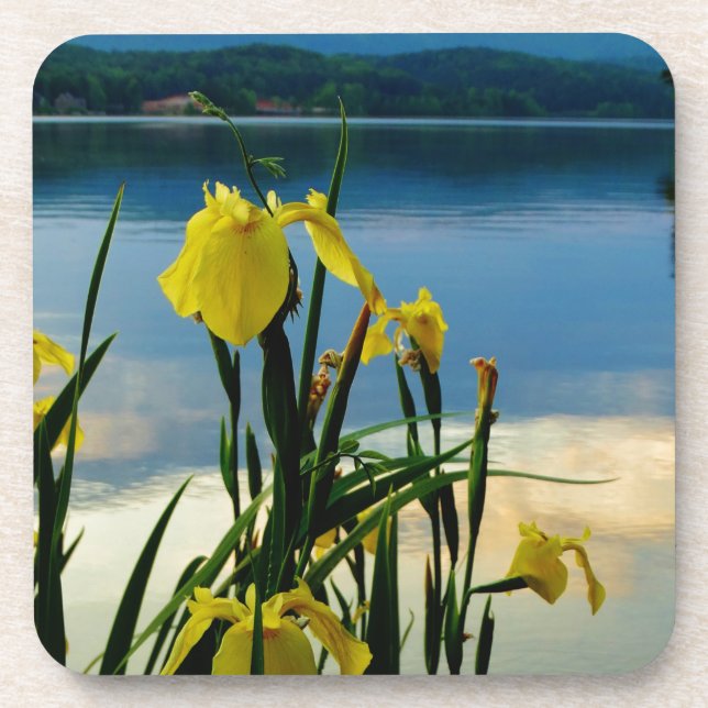 Yellow Iris at Lake Shore Coaster (Front)
