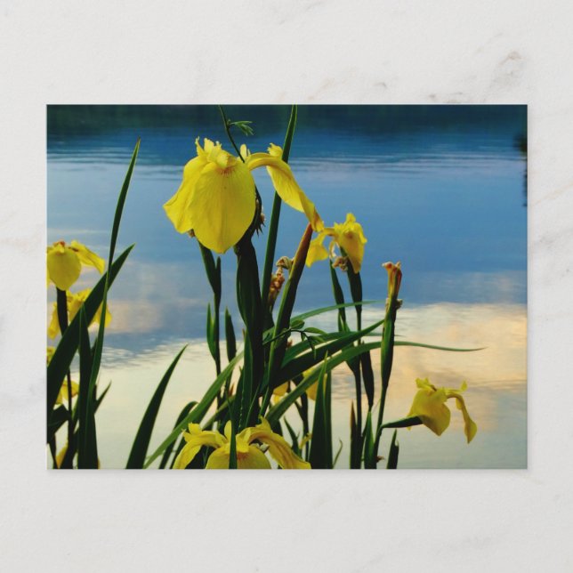 Yellow Iris at Lake Shore Postcard (Front)