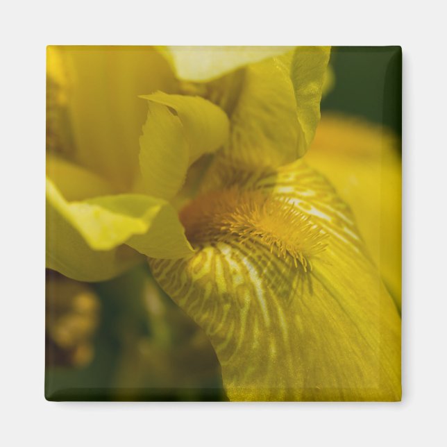 Yellow Iris Beard Magnet (Front)