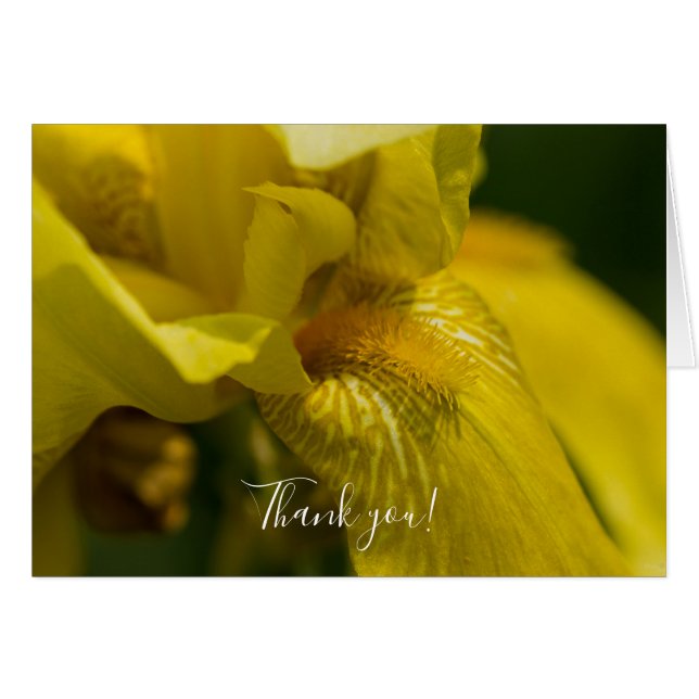 Yellow Iris Beard Thank You Card (Front Horizontal)