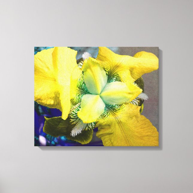 Yellow Iris Canvas Print (Front)