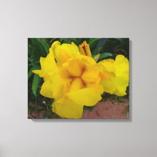 Yellow Iris Flower Canvas Print