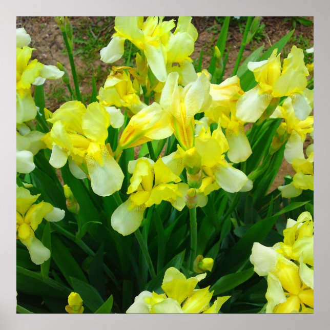 Yellow Iris Flower Poster (Front)