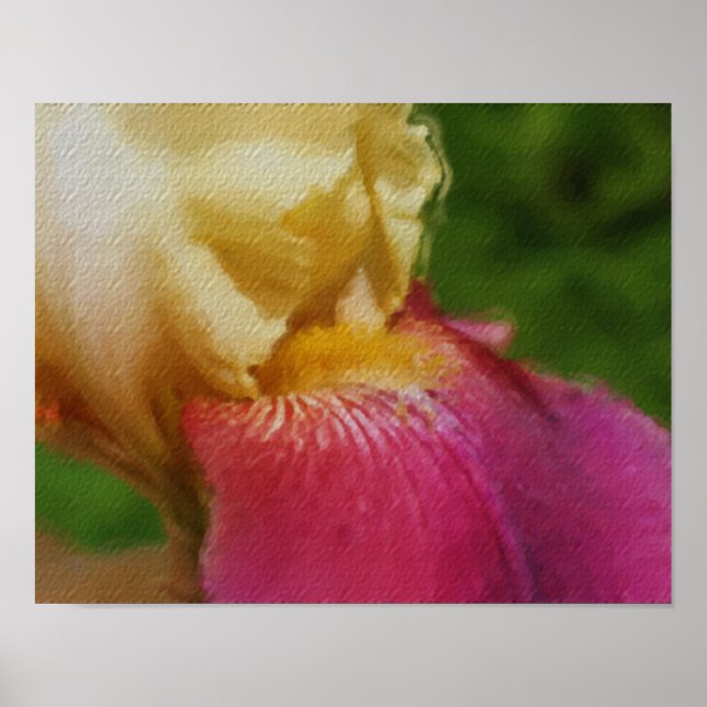 Yellow Iris Petal Photo Painting Flower Art Poster (Front)