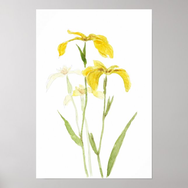 yellow iris  watercolour flowers  poster (Front)