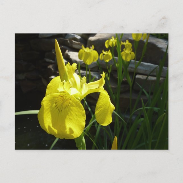 Yellow Irises Bright Spring Floral Postcard (Front)