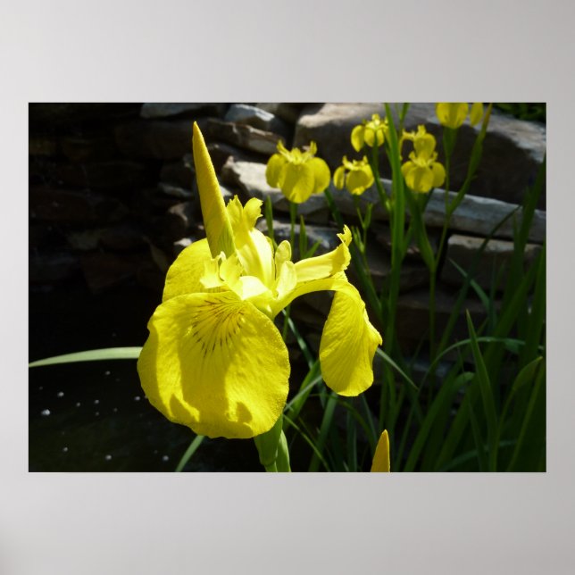 Yellow Irises Bright Spring Floral Poster (Front)