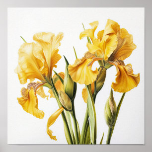 Yellow Irises Flower Art Print Poster