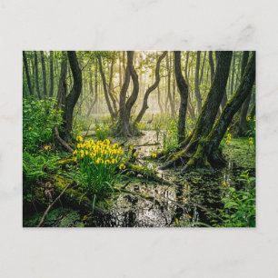 Yellow irises in swamp with crane postcard