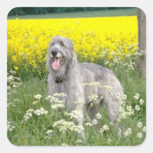 yellow Irish wolfhound flowers Square Sticker