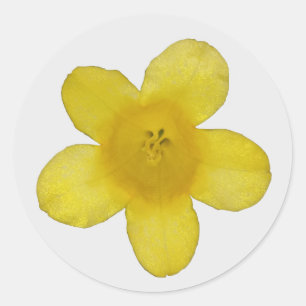 Yellow Jasmine Stickers