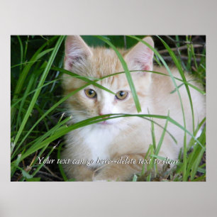 Yellow Kitten in Tall Grass Poster