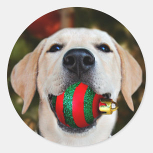 Yellow lab Christmas ball Classic Round Sticker