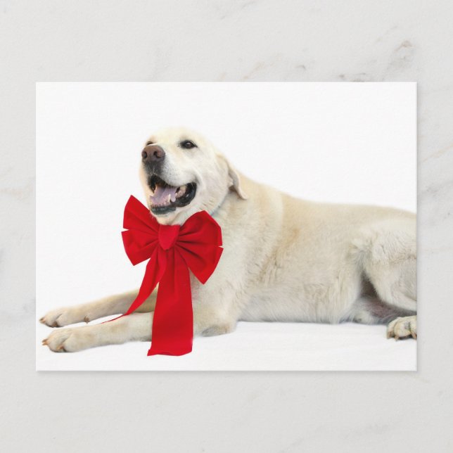 yellow lab Christmas Holiday Postcard (Front)