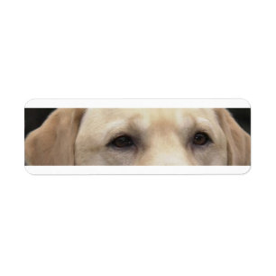 yellow lab eyes