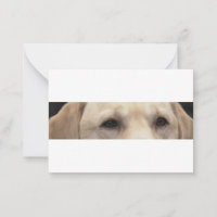yellow lab eyes
