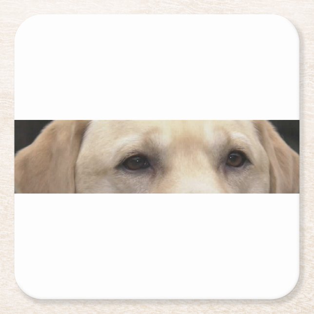 yellow lab eyes square paper coaster (Front)