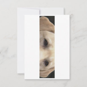 yellow lab eyes thank you card