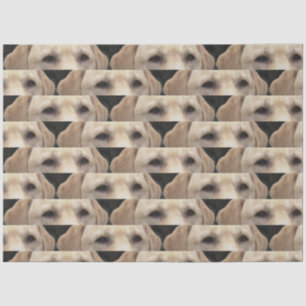 yellow lab eyes tissue paper